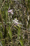 Rose pogonia <BR>Snakemouth orchid